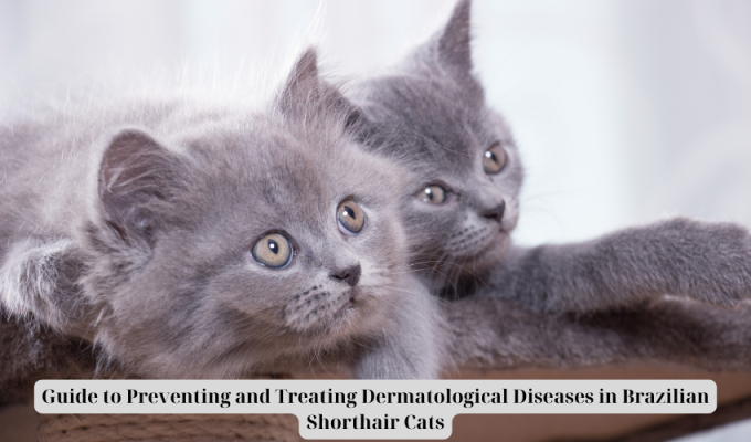 Guide to Preventing and Treating Dermatological Diseases in Brazilian Shorthair Cats