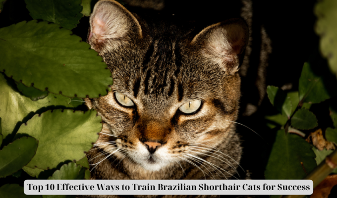 Top 10 Effective Ways to Train Brazilian Shorthair Cats for Success