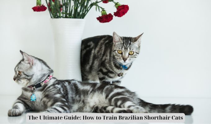 The Ultimate Guide: How to Train Brazilian Shorthair Cats