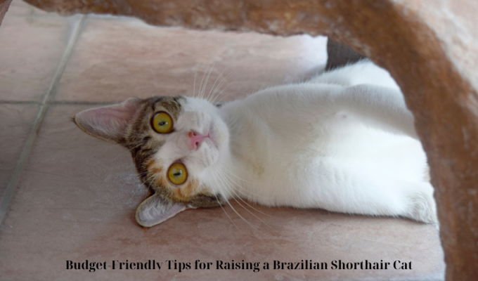 Budget-Friendly Tips for Raising a Brazilian Shorthair Cat