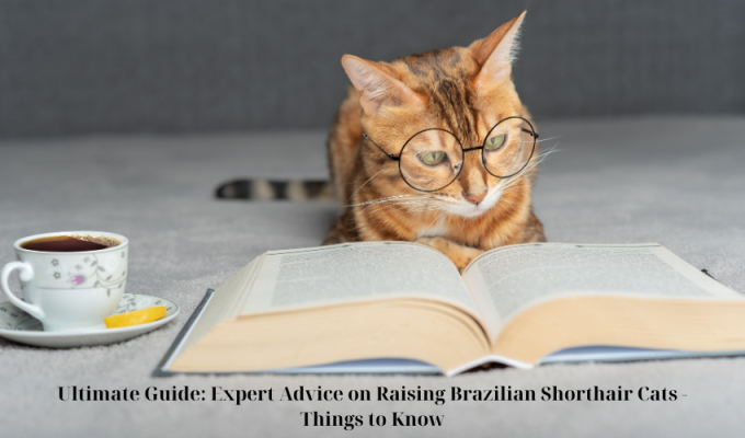 Ultimate Guide: Expert Advice on Raising Brazilian Shorthair Cats - Things to Know