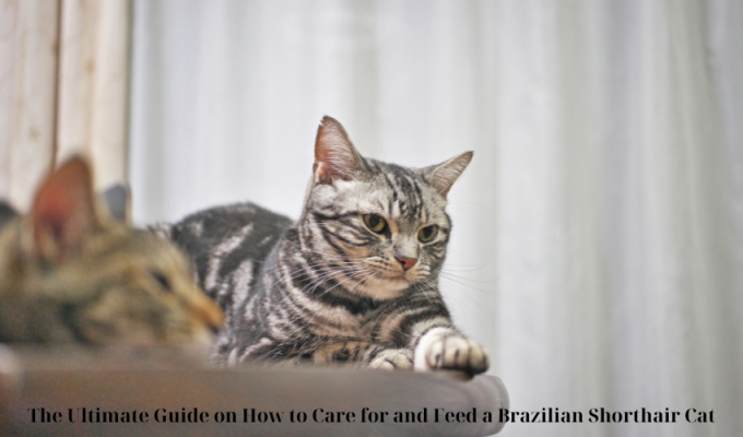 The Ultimate Guide on How to Care for and Feed a Brazilian Shorthair Cat