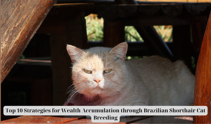 Top 10 Strategies for Wealth Accumulation through Brazilian Shorthair Cat Breeding