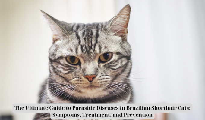 The Ultimate Guide to Parasitic Diseases in Brazilian Shorthair Cats: Symptoms, Treatment, and Prevention