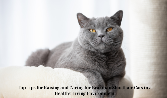 Top Tips for Raising and Caring for Brazilian Shorthair Cats in a Healthy Living Environment