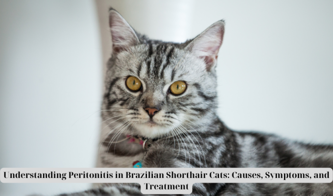 Understanding Peritonitis in Brazilian Shorthair Cats: Causes, Symptoms, and Treatment