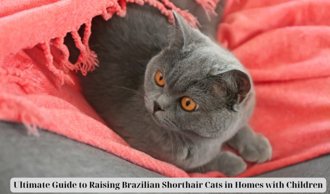 Ultimate Guide to Raising Brazilian Shorthair Cats in Homes with Children