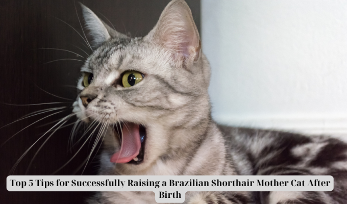 Top 5 Tips for Successfully Raising a Brazilian Shorthair Mother Cat After Birth