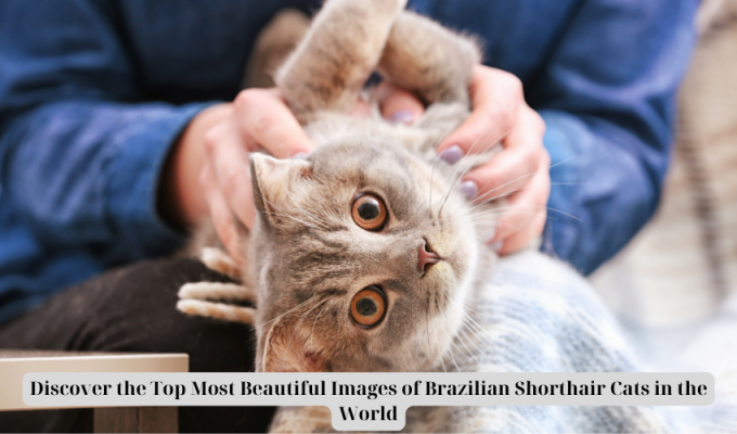 Discover the Top Most Beautiful Images of Brazilian Shorthair Cats in the World