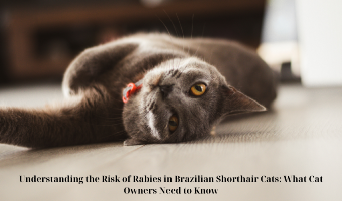 Understanding the Risk of Rabies in Brazilian Shorthair Cats: What Cat Owners Need to Know