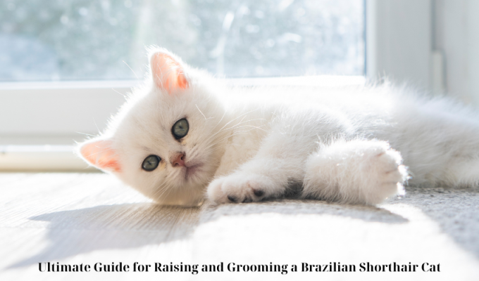 Ultimate Guide for Raising and Grooming a Brazilian Shorthair Cat