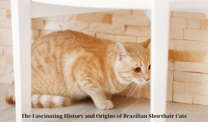 The Fascinating History and Origins of Brazilian Shorthair Cats