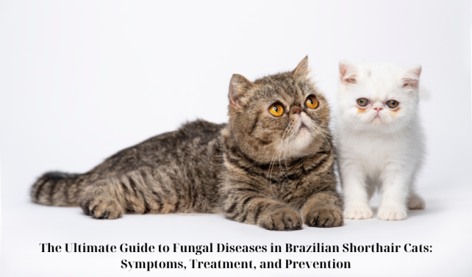 The Ultimate Guide to Fungal Diseases in Brazilian Shorthair Cats: Symptoms, Treatment, and Prevention