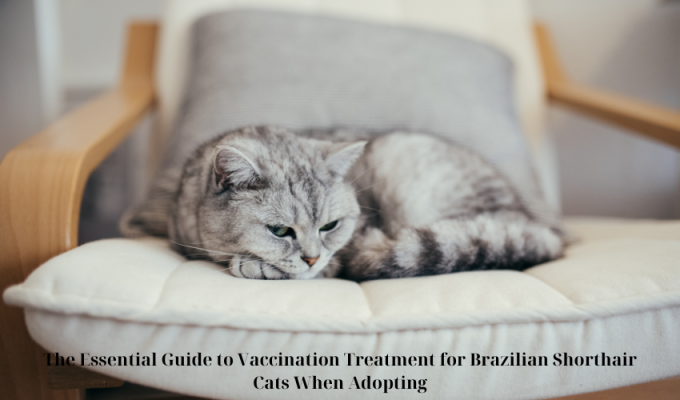 The Essential Guide to Vaccination Treatment for Brazilian Shorthair Cats When Adopting