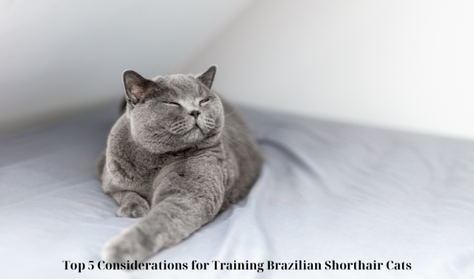 Top 5 Considerations for Training Brazilian Shorthair Cats