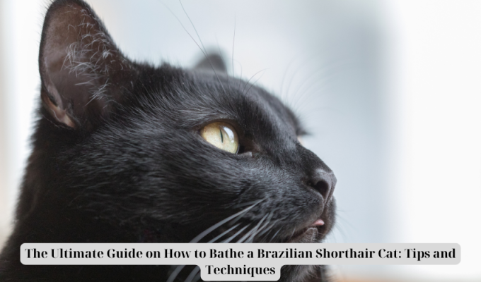 The Ultimate Guide on How to Bathe a Brazilian Shorthair Cat: Tips and Techniques