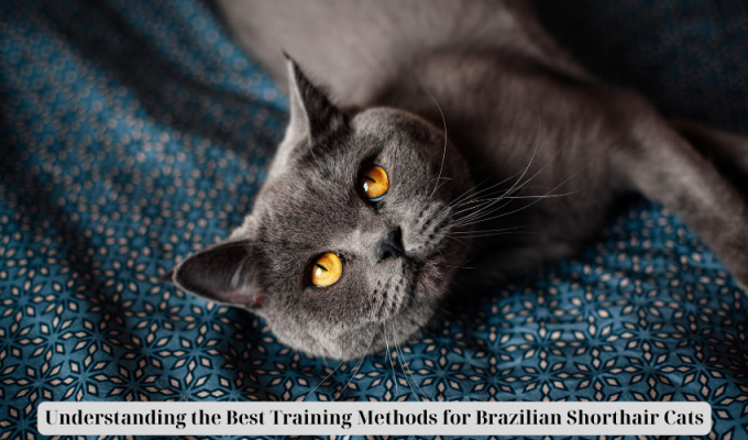 Understanding the Best Training Methods for Brazilian Shorthair Cats