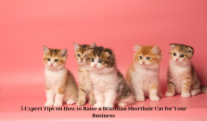 5 Expert Tips on How to Raise a Brazilian Shorthair Cat for Your Business