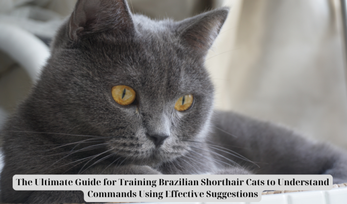 The Ultimate Guide for Training Brazilian Shorthair Cats to Understand Commands Using Effective Suggestions