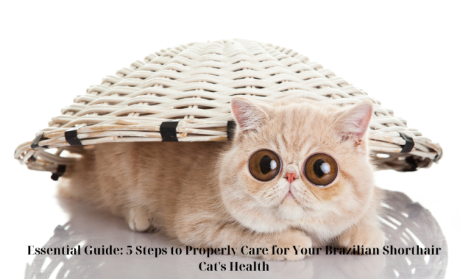 Essential Guide: 5 Steps to Properly Care for Your Brazilian Shorthair Cat's Health