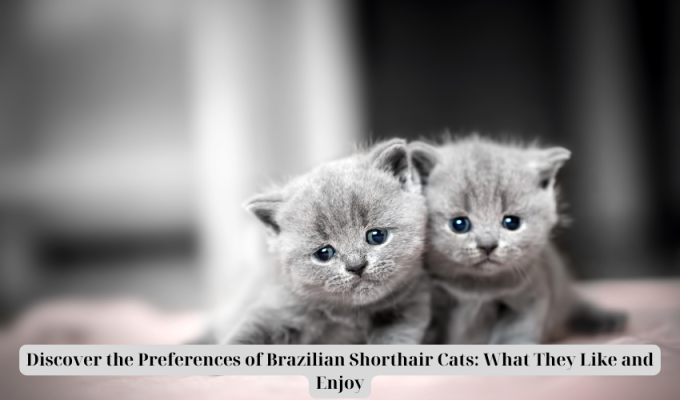 Discover the Preferences of Brazilian Shorthair Cats: What They Like and Enjoy