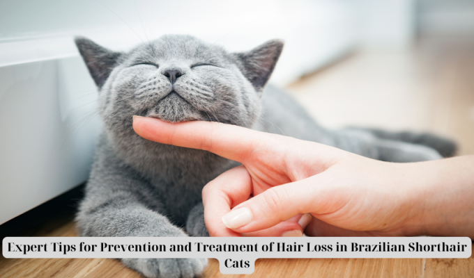 Expert Tips for Prevention and Treatment of Hair Loss in Brazilian Shorthair Cats