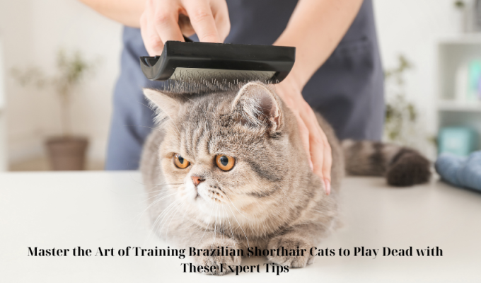 Master the Art of Training Brazilian Shorthair Cats to Play Dead with These Expert Tips