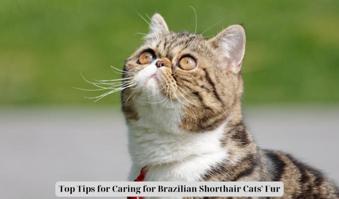 Top Tips for Caring for Brazilian Shorthair Cats' Fur