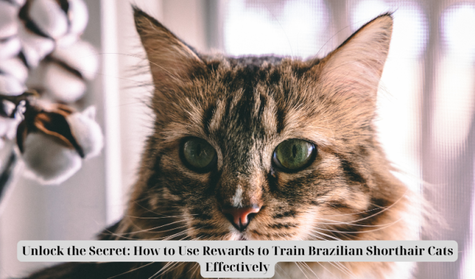 Unlock the Secret: How to Use Rewards to Train Brazilian Shorthair Cats Effectively