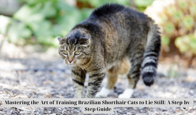 Mastering the Art of Training Brazilian Shorthair Cats to Lie Still: A Step-by-Step Guide