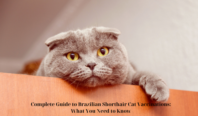 Complete Guide to Brazilian Shorthair Cat Vaccinations: What You Need to Know