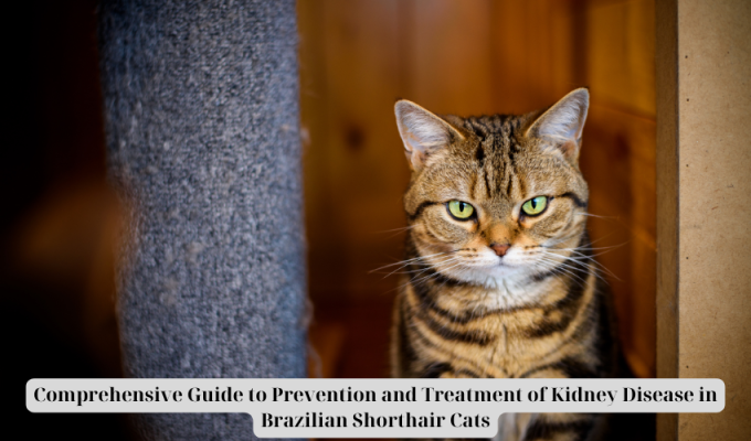 Comprehensive Guide to Prevention and Treatment of Kidney Disease in Brazilian Shorthair Cats