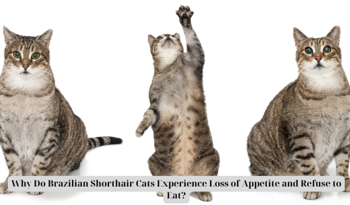 Why Do Brazilian Shorthair Cats Experience Loss of Appetite and Refuse to Eat?