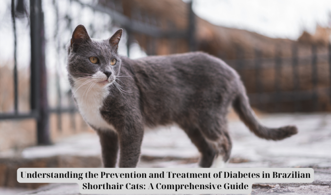 Understanding the Prevention and Treatment of Diabetes in Brazilian Shorthair Cats: A Comprehensive Guide