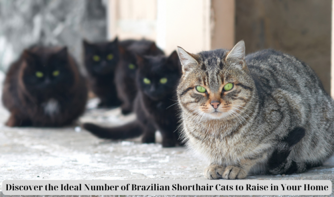 Discover the Ideal Number of Brazilian Shorthair Cats to Raise in Your Home