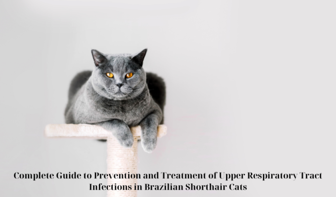 Complete Guide to Prevention and Treatment of Upper Respiratory Tract Infections in Brazilian Shorthair Cats