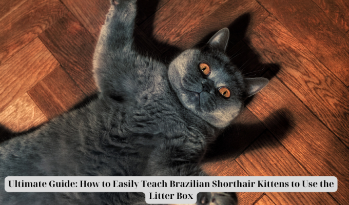 Ultimate Guide: How to Easily Teach Brazilian Shorthair Kittens to Use the Litter Box