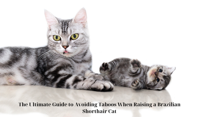 The Ultimate Guide to Avoiding Taboos When Raising a Brazilian Shorthair Cat