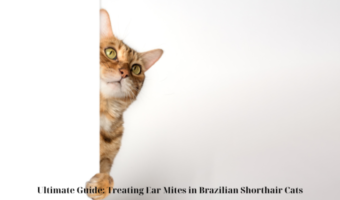 Ultimate Guide: Treating Ear Mites in Brazilian Shorthair Cats