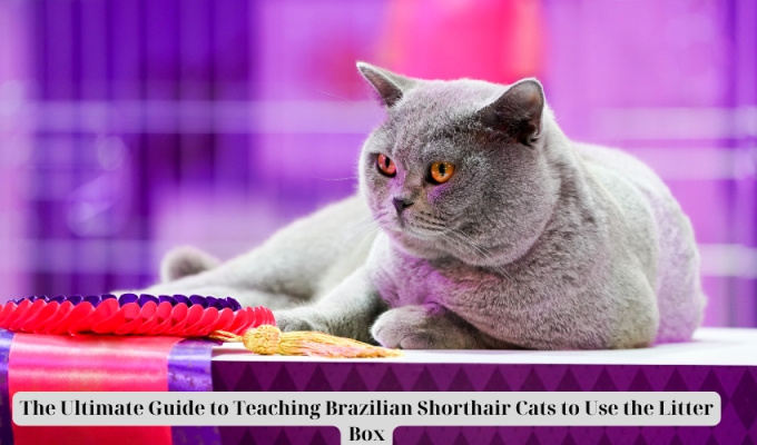 The Ultimate Guide to Teaching Brazilian Shorthair Cats to Use the Litter Box