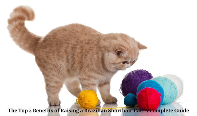 The Top 5 Benefits of Raising a Brazilian Shorthair Cat: A Complete Guide