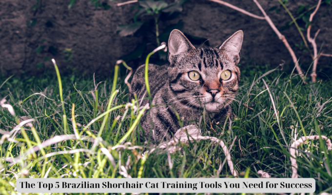 The Top 5 Brazilian Shorthair Cat Training Tools You Need for Success