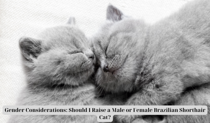 Gender Considerations: Should I Raise a Male or Female Brazilian Shorthair Cat?