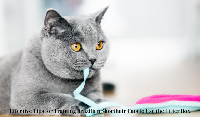 Effective Tips for Training Brazilian Shorthair Cats to Use the Litter Box