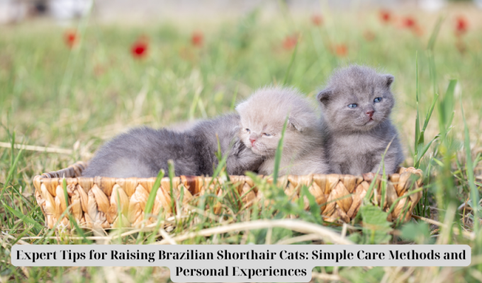 Expert Tips for Raising Brazilian Shorthair Cats: Simple Care Methods and Personal Experiences