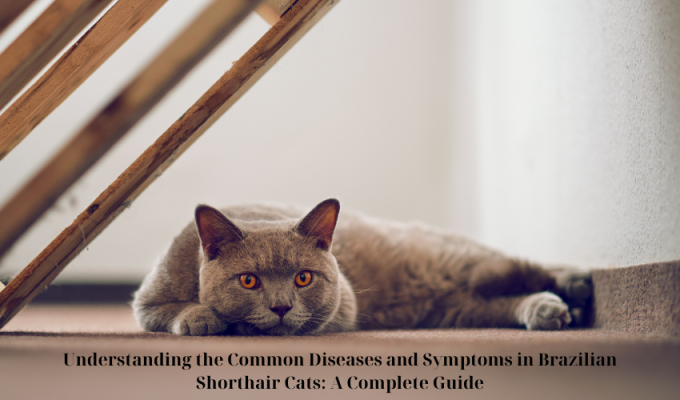 Understanding the Common Diseases and Symptoms in Brazilian Shorthair Cats: A Complete Guide